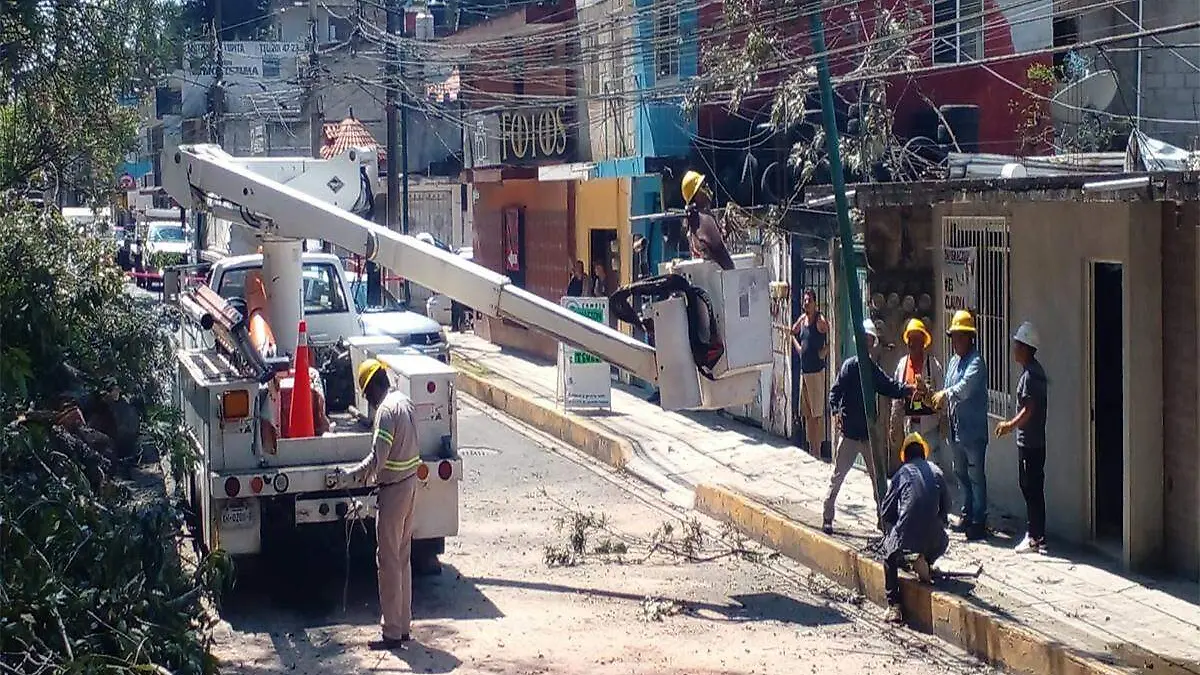 Caída de árbol en avenida Rébsamen Xalapa